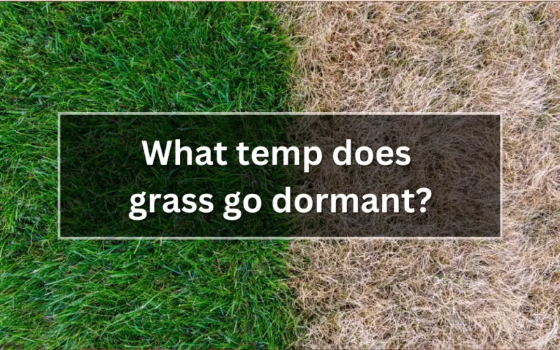 What temp does grass go dormant