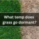 What temp does grass go dormant